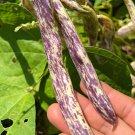 20 Italy Bush Bean Merveille Di Piemonte Seeds