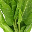 500 Japanese Swiss Chard Umaina Seeds