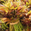 50 Chinese Toon North Red Leafy Vegetables Seeds