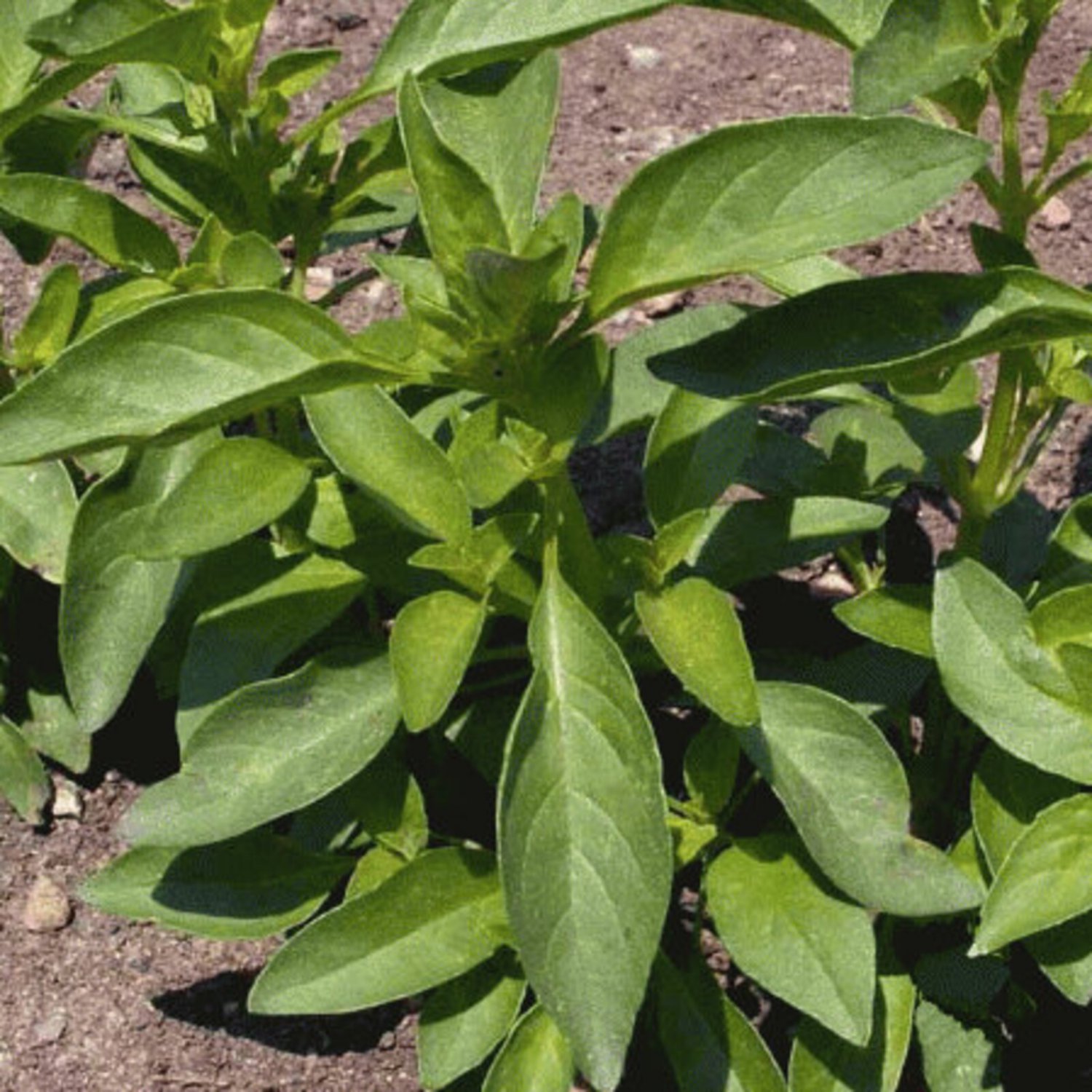 500Lemon Basil Seeds
