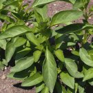 500Lemon Basil Seeds