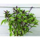 200Thai Basil Sweet Large Leaf Seeds