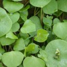 100 Miners Lettuce Claytonia Seeds