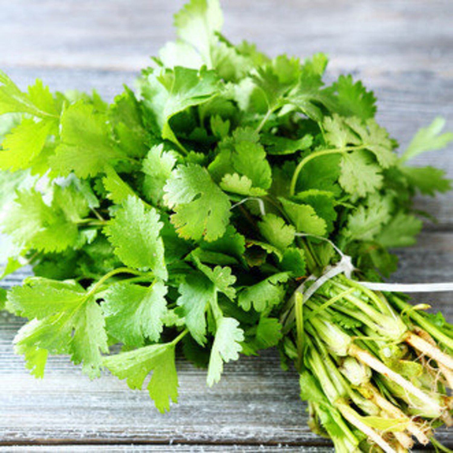 200Herb Cilantro Seeds