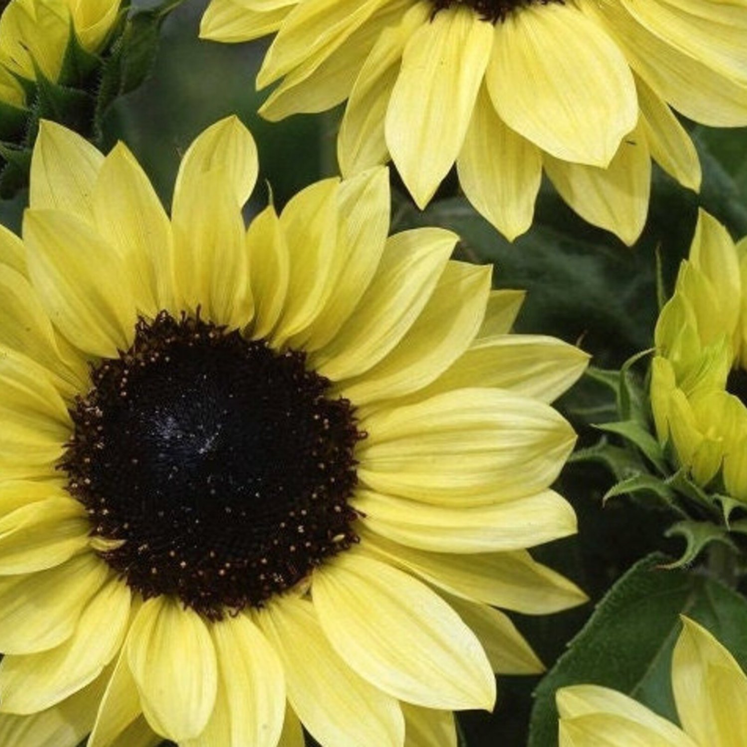 10 Sunflower Lemon Pixie Seeds