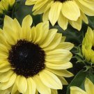 10 Sunflower Lemon Pixie Seeds