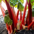 50 Rhubarb Victoria Seeds Organic