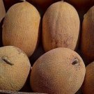 10 Amal Melon Seeds
