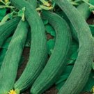 50 Italian Cucumber Tortarello Verde Scuro Seeds
