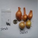 Green Mountain Potato Multiplier Onions Seeds And Bulbs Organic