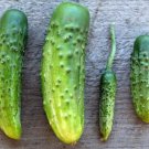 10 Little Tyke Cucumber Seeds