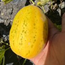 50 Apple Melon Seeds Organic