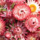 100 Raspberry Rose King Strawflower Seeds