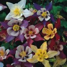 100 Columbine Giants Mckana Mix Seeds