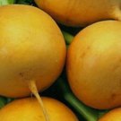 500 Golden Ball Turnips Seeds