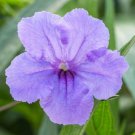 20 Wild Petunia Flower Seeds