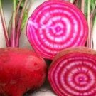 500 Chioggia Beet Seeds