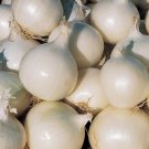 50 Gladstone Onion Seeds #03