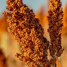 100 Sugar Cane Rox Orange Seeds