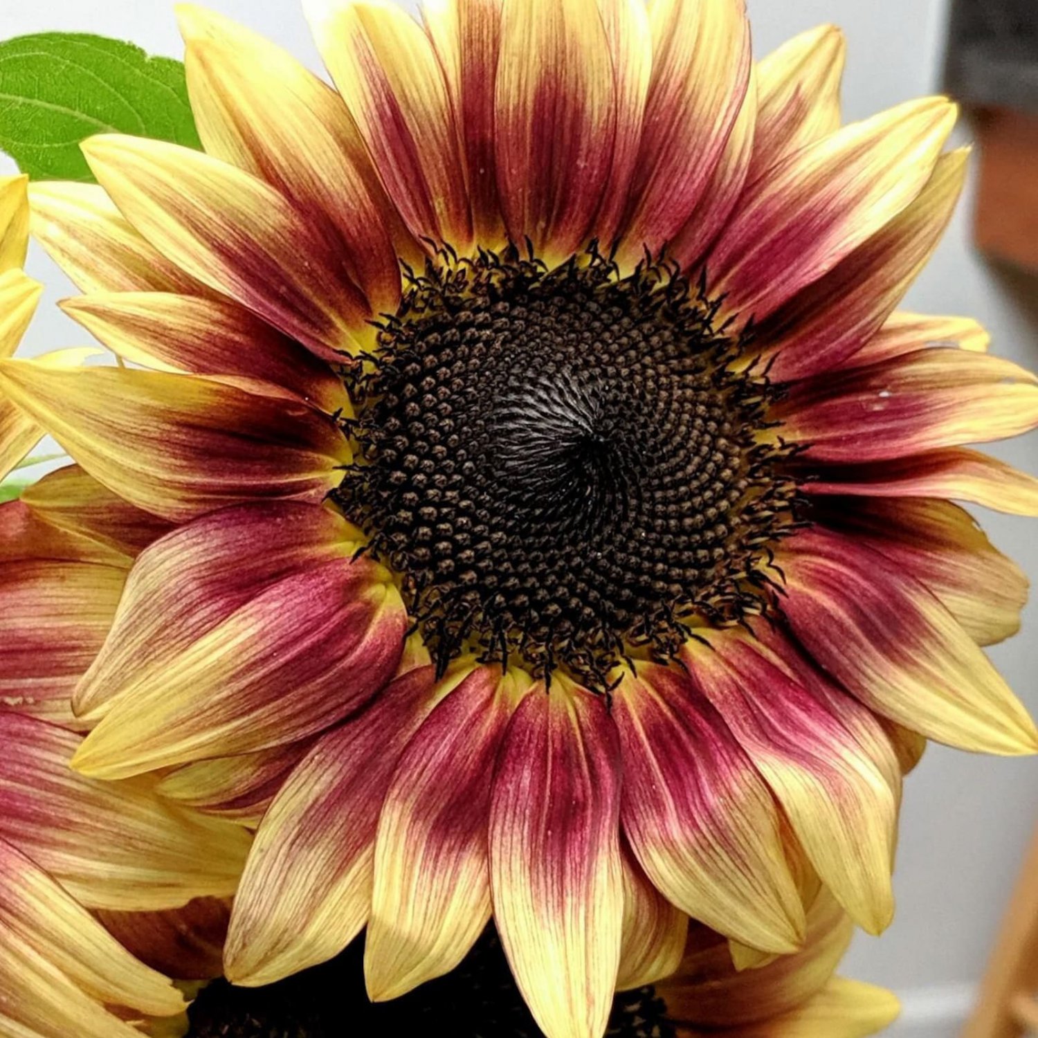 20 Sunflower Ruby Eclipse Seeds