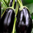 50 Eggplant Black Beauty Seeds