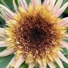 20 Sunflower Astra Rose Cream Seeds