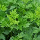 200 Japanese Mugwort Seeds