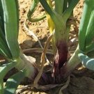 50 Red Welsh Onion Seeds
