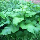 50 Japanese Takinogawa Burdock Seeds