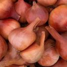 20 French Shallot Matador Onion Seeds