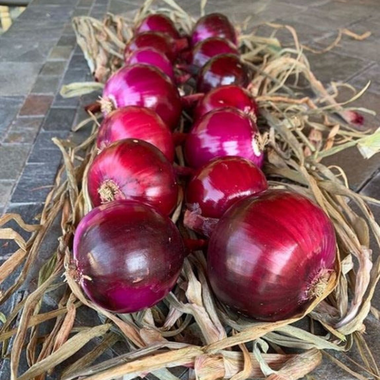 20 Cabernet Onion Seeds #1