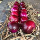 20 Cabernet Onion Seeds #1