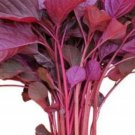 500 Spinach Red Garnet Amaranth Seeds