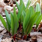 20 Wild Leek Seeds Seeds Need Cold To Germinate