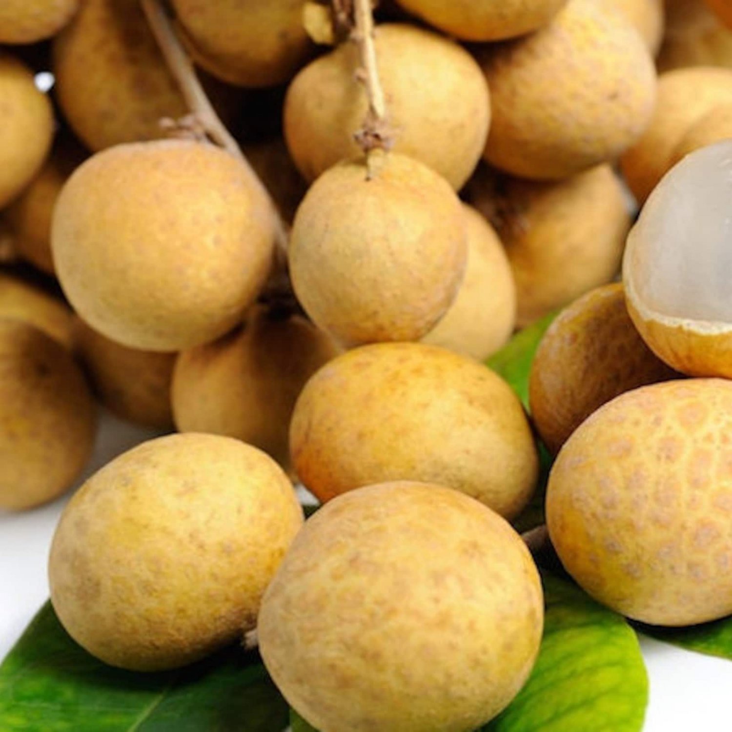 10 Longan Seeds