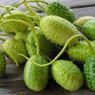 50 West Indian Gherkin Cucumber Seeds