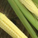 100 Japanese Hulless Popcorn Seeds