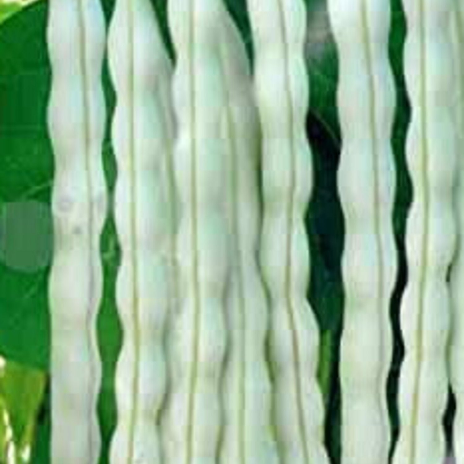 20 Bai Bu Lao Pole Bean Seeds