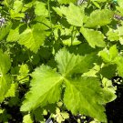 20Japanese Parsley Mitsuba Seeds