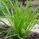 100 Buck’S Horn Plantain Seeds