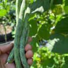 50Rattlesnake Snap Bean Seeds