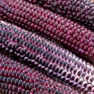 50 Double Red Sweet Corn Seeds