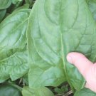 500 Winter Giant Spinach Seeds