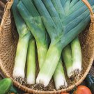 500 Herb American Flag Leek Seeds