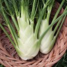 50Florence Fennel Seeds