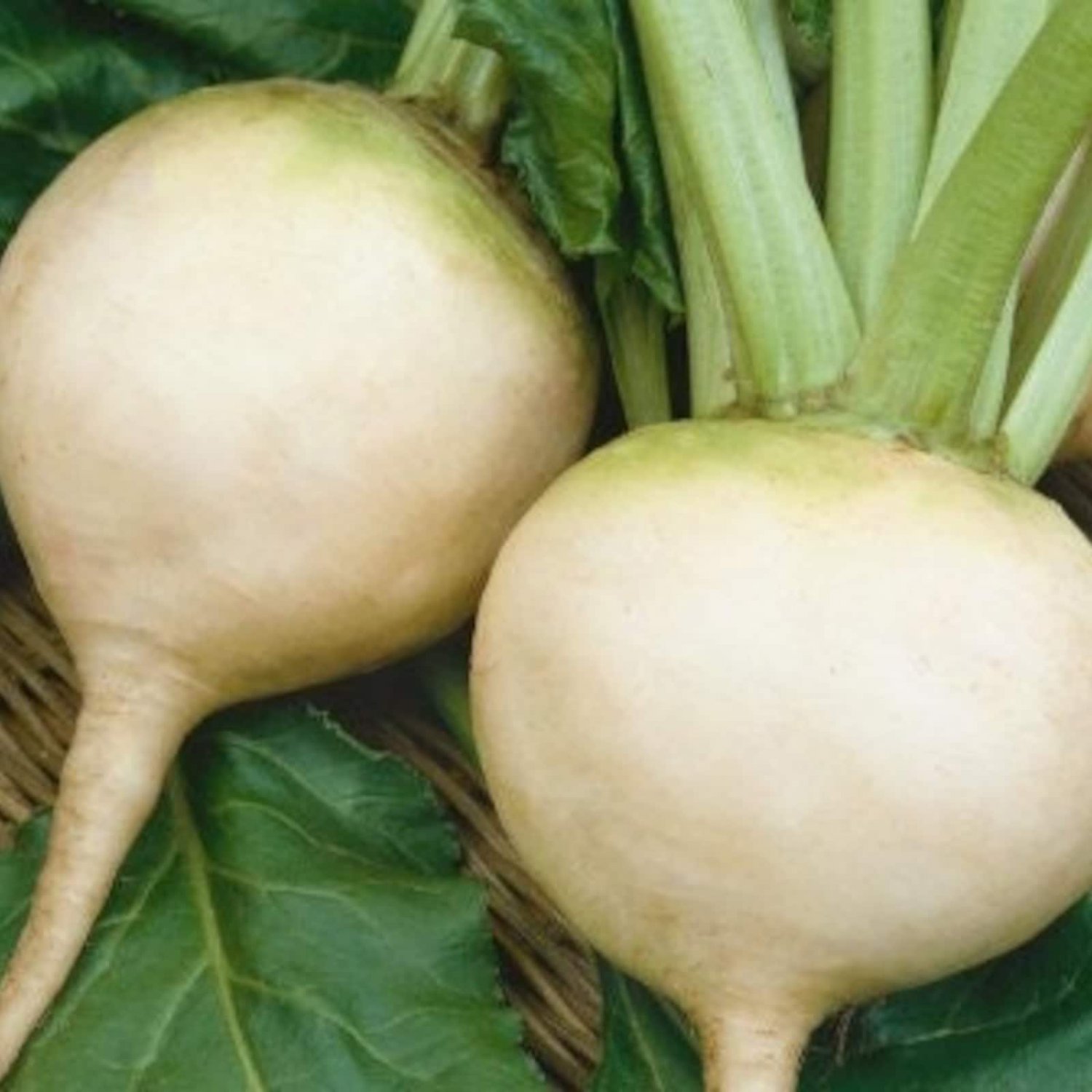 200 White Albino Beet Seeds