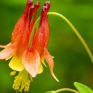 200 Wild Columbine Seeds