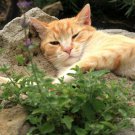 200Herb Catnip Seeds