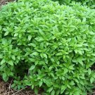 500 Herb Basil Spicy Globe Seeds