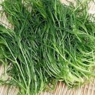 200 Japanese Land Seaweed Saltwort Herb Seed